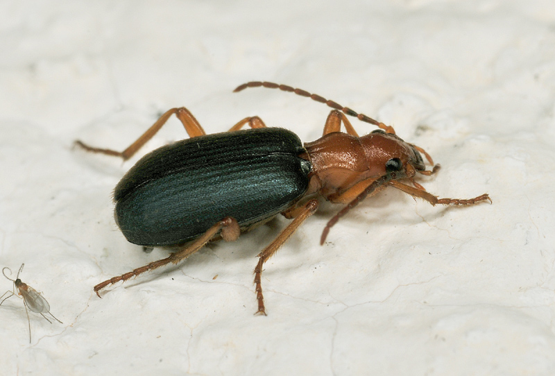 Coleottero da det.: Brachinus crepitans